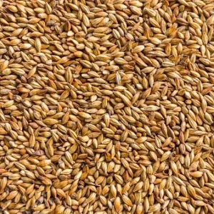Barley