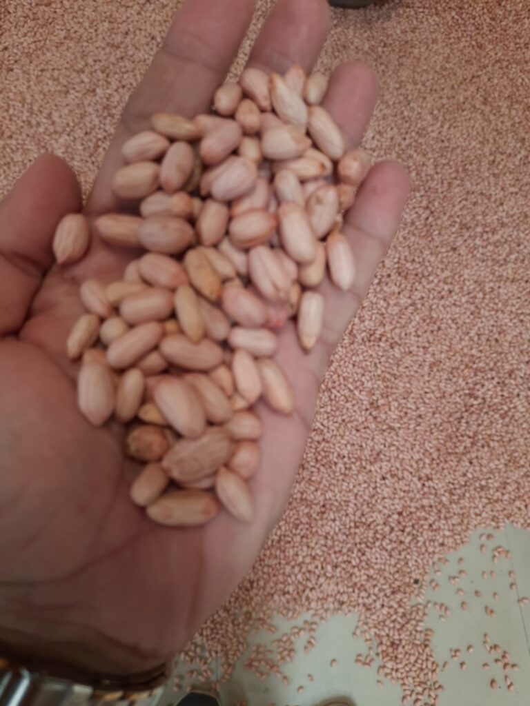Bold Peanut Exporter from India - Somnath Agri Impex