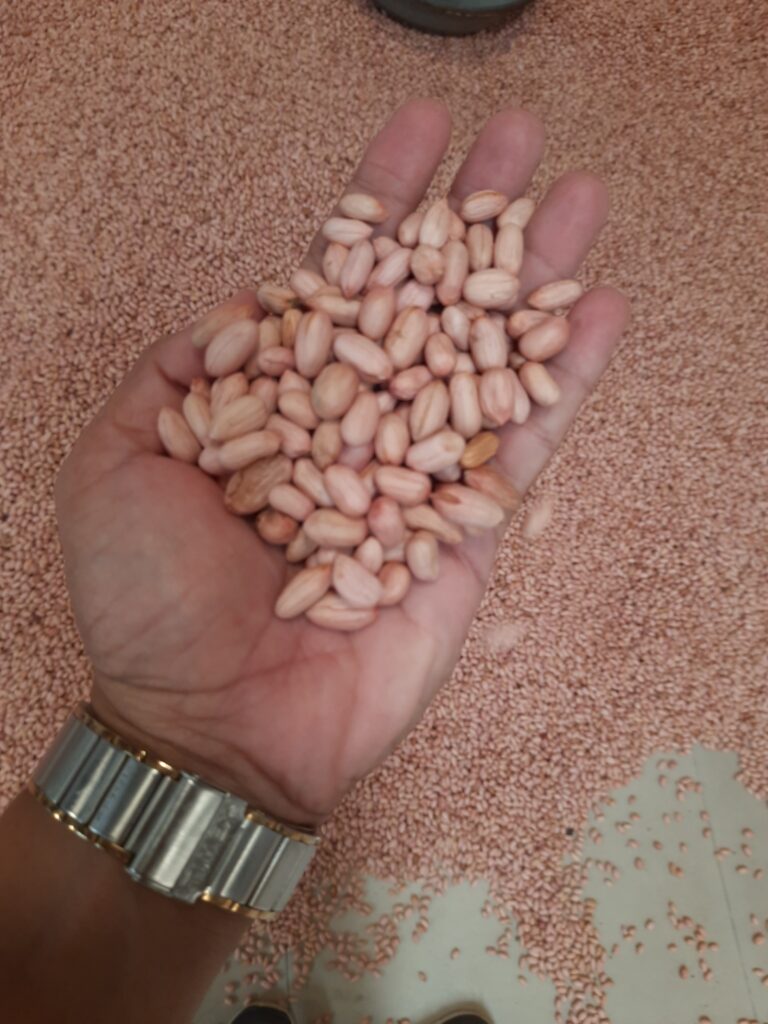 Bold Peanuts - Somnath Agri Impex, Trusted Peanut Exporter from India