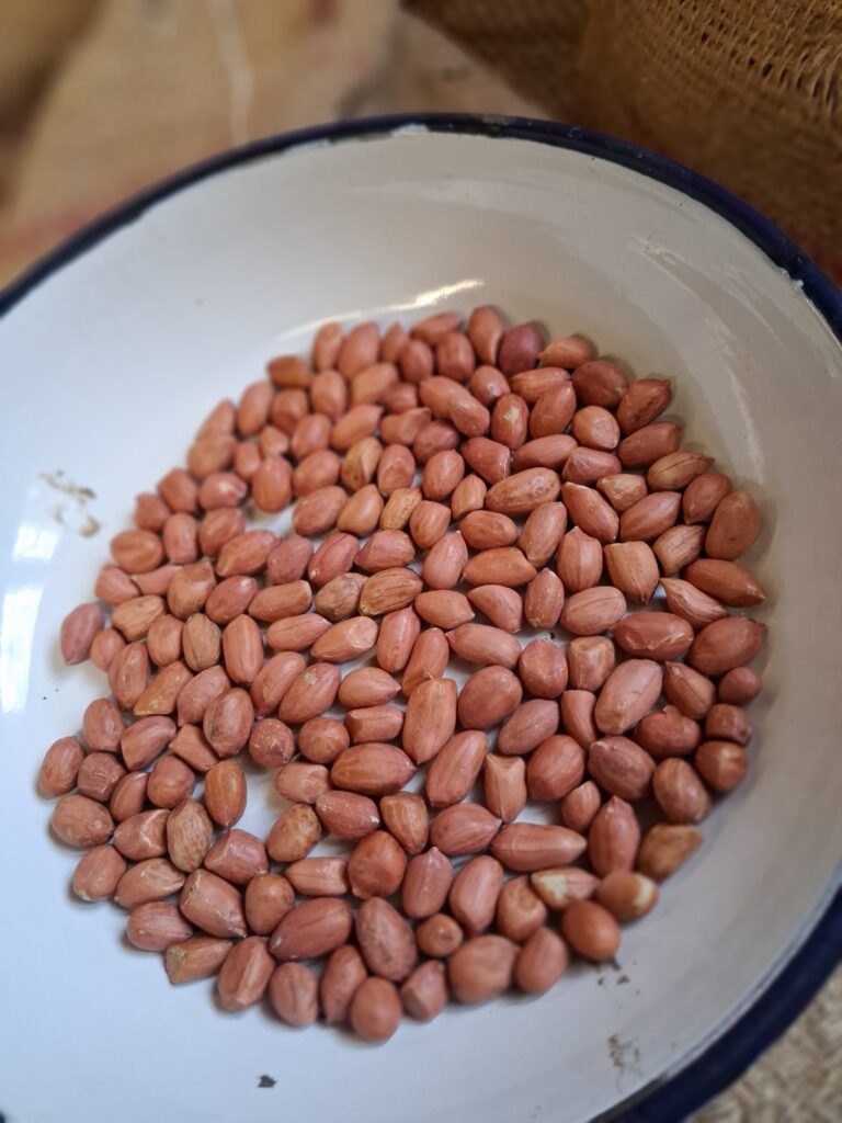 Bold Peanut Suppliers in India