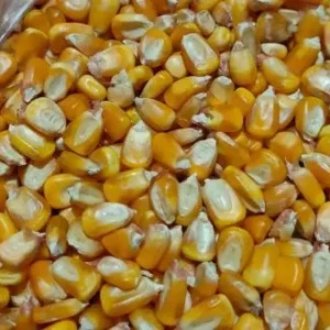 Maize