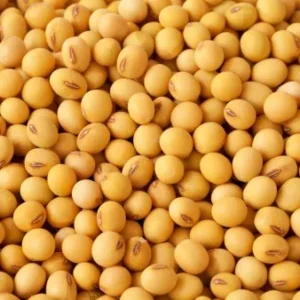 Soyabean