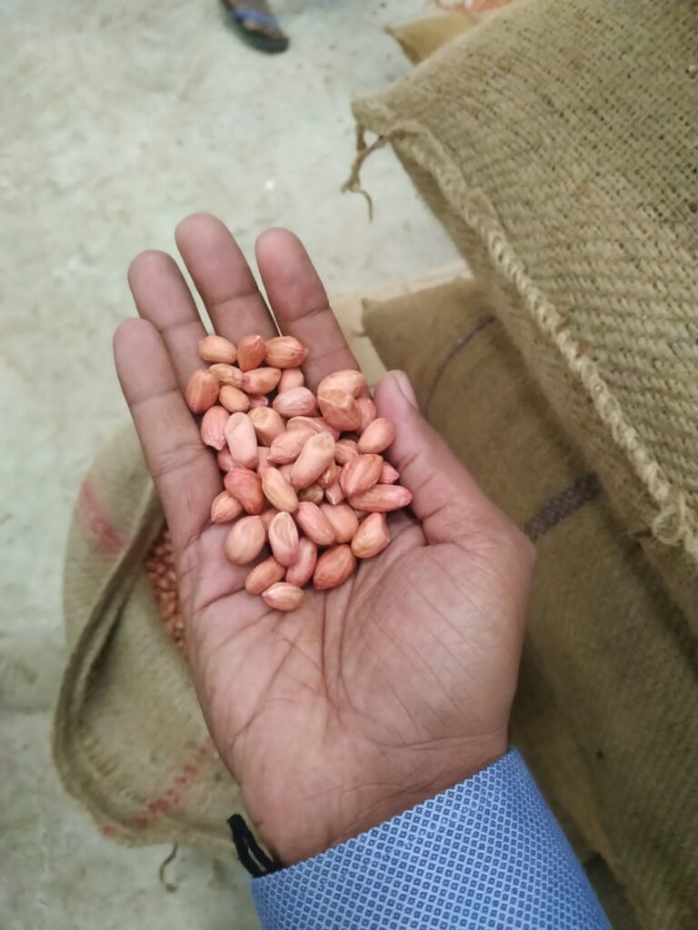 Bold Peanuts - Somnath Agri Impex, Trusted Peanut Exporter from India