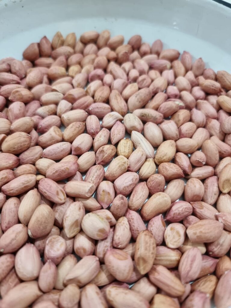 Peanut Exporter from India | Somnath Agri Impex