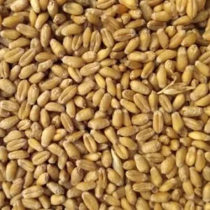 Wheat