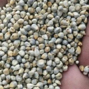 Green Millet
