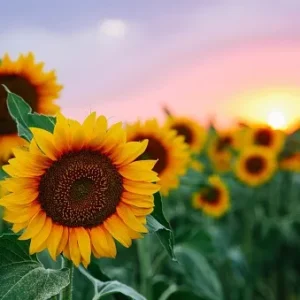 Sunflowers
