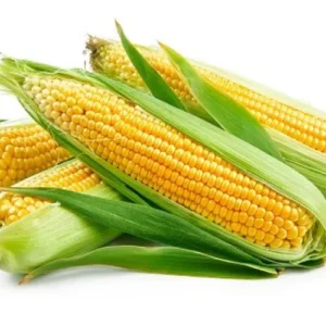 Yellow Maize
