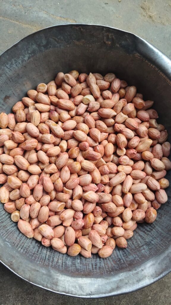 Peanut Exporter from India - High quality Bold Peanuts by Somnath Agri Impex