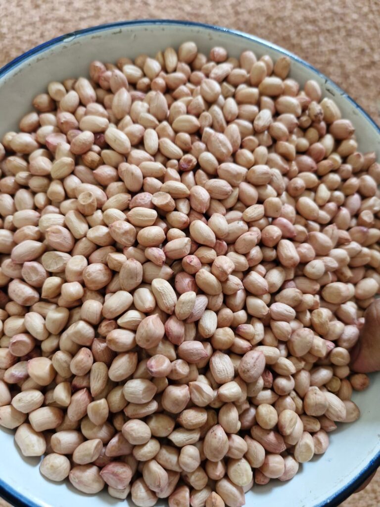 Peanut Exporter from India-Premium TJ variety Peanuts by Somnath Agri Impex
