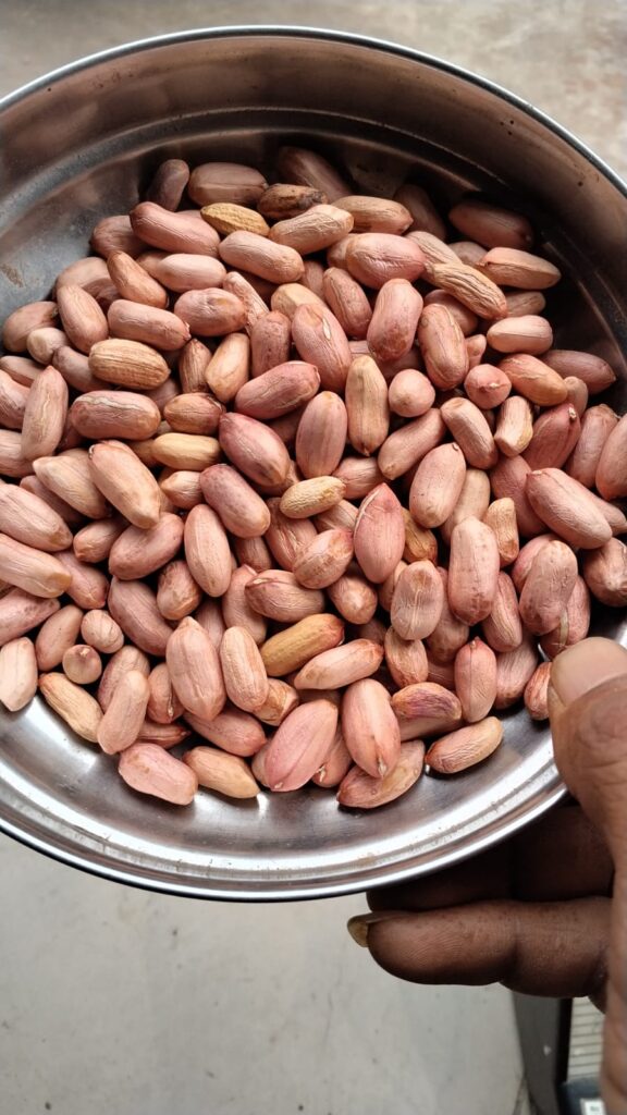 Trusted Fresh Peanut Exporter from India-Somnath Agri Impex
