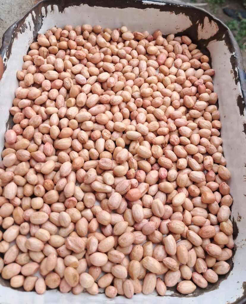 TJ Peanut-Exporter from India | Somnath Agri Impex