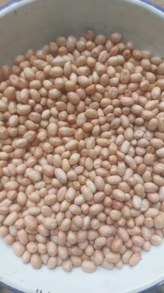 Trusted Fresh Peanut Exporter from India