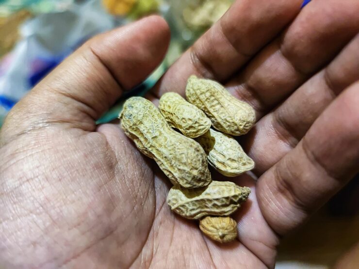 How to Check the Quality of Peanuts Before Importing: A Buyer’s Guide by a Leading Peanut Exporter from India