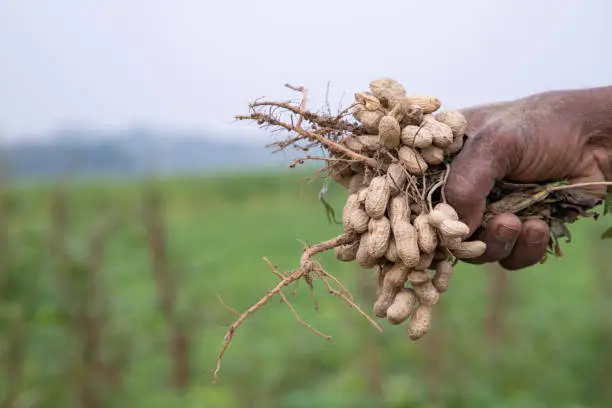 The Impact of Climate on Peanut Production: Insights from a Leading Peanut Exporter from India